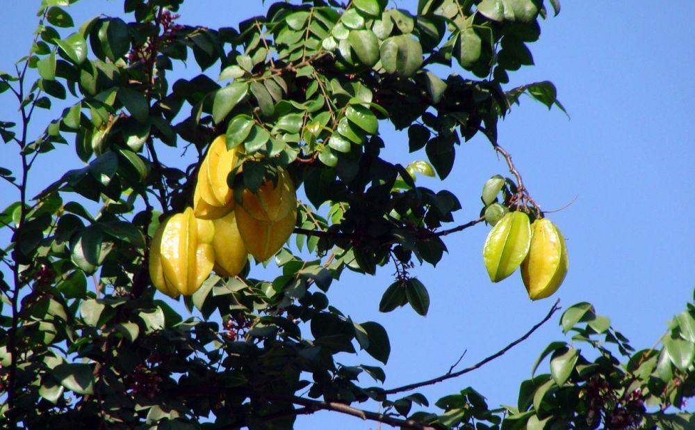 4 Wisata Petik Buah yang Paling Seru di Nganjuk