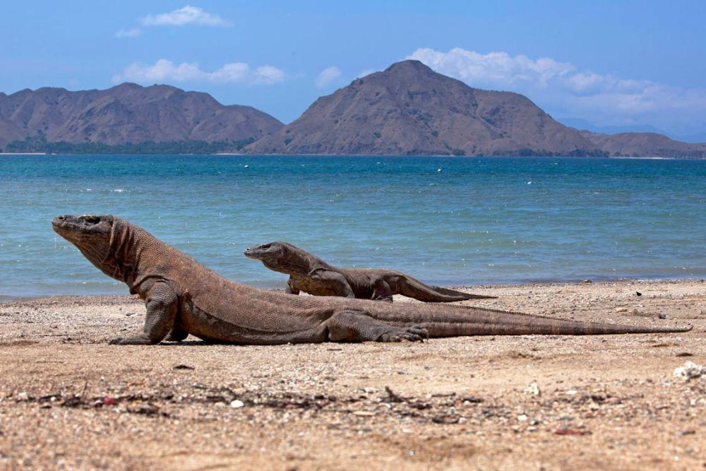 Sama-sama Habitat Komodo, Ini Beda Pulau Rinca dan Pulau Komodo