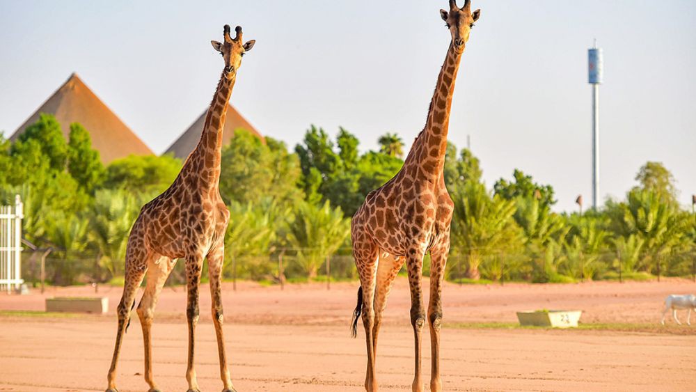5 Kebun Binatang di Arab Saudi untuk Liburan yang Seru