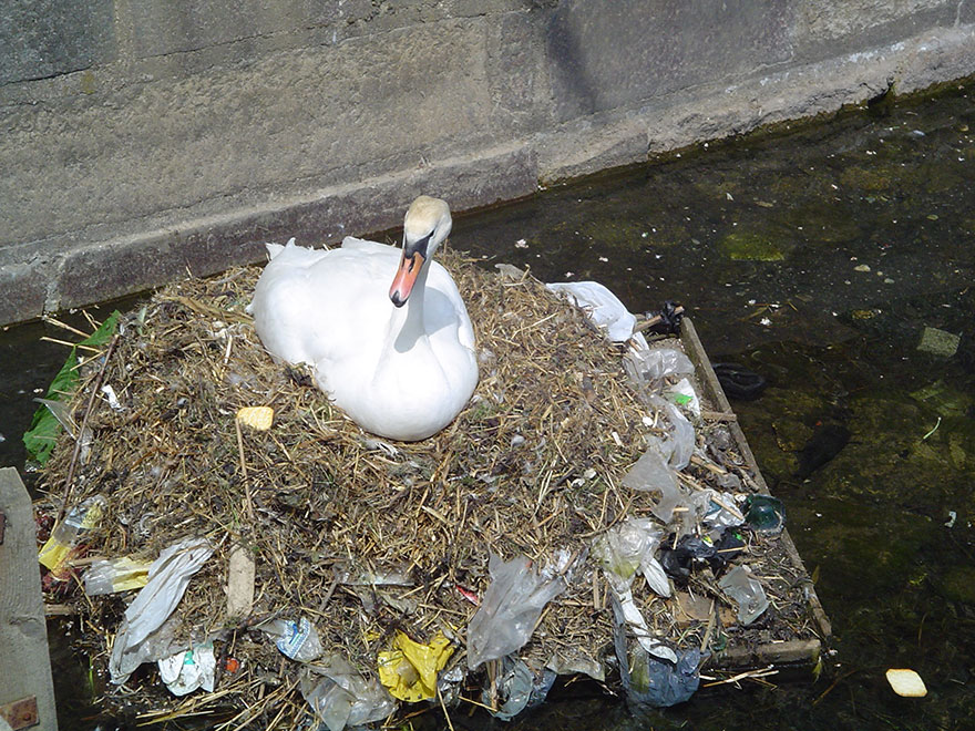 Sumber Gambar: earthporn.com Angsa ini membangun sarang dari sampah, di aliran air yang penuh polusi.