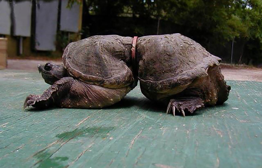 Sumber Gambar: earthporn.com ihat foto ini baik-baik, ini bukan dua kura-kura. Ini adalah penyu yang tumbuh cacat karena badannya terjebak sampah plastik