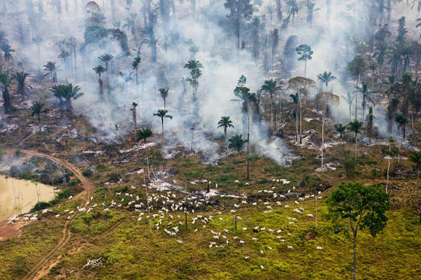 Sumber Gambar: viralthread.com Bagian dari hutan Amazon di Brazil ini dibakar untuk 'kepentingan' lain