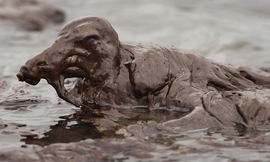 Sumber Gambar: earthporn.com Saat terjadi tumpahan minyak di laut, ini yang terjadi pada burung-burung