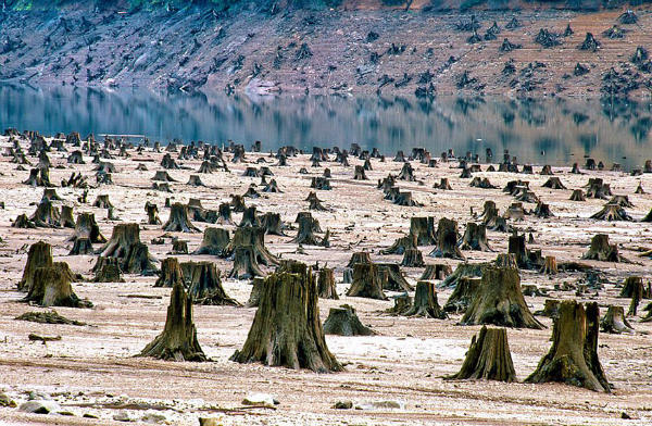 Sumber Gambar: viralthread.com Hutan Nasional Willamette, Oregon, AS ini sudah 99 persen ditebang, entah secara legal atau tidak...