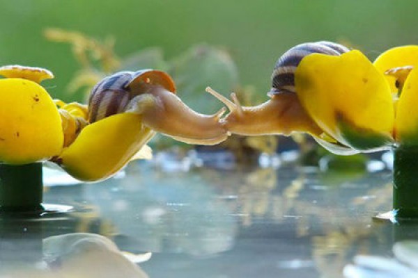 Tahan Napas Ya, Karena 12 Foto Kegiatan Siput Ini Bisa Membuatmu Terpukau