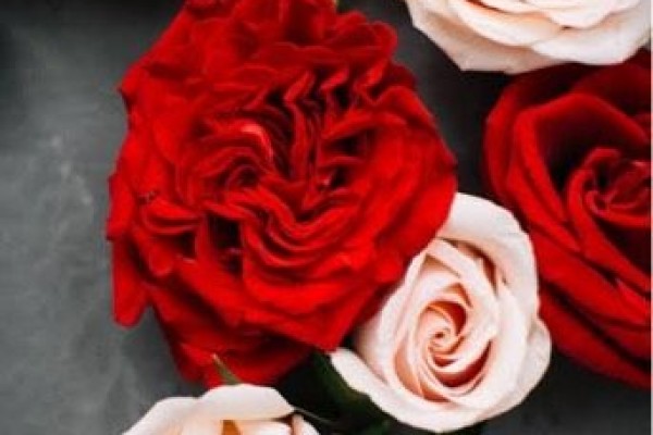 Haloo Idnsquad Gua Tuh Sukaa Banget Sama Bunga Mawar Karena Bunga Mawar Tuh Bentuknya Indah Terus Biasanya Bunga Mawar Itu Punya Simbol Sebagai Tanda Cinta Kalo Kalian Lebih Suka Bunga Apa Guys